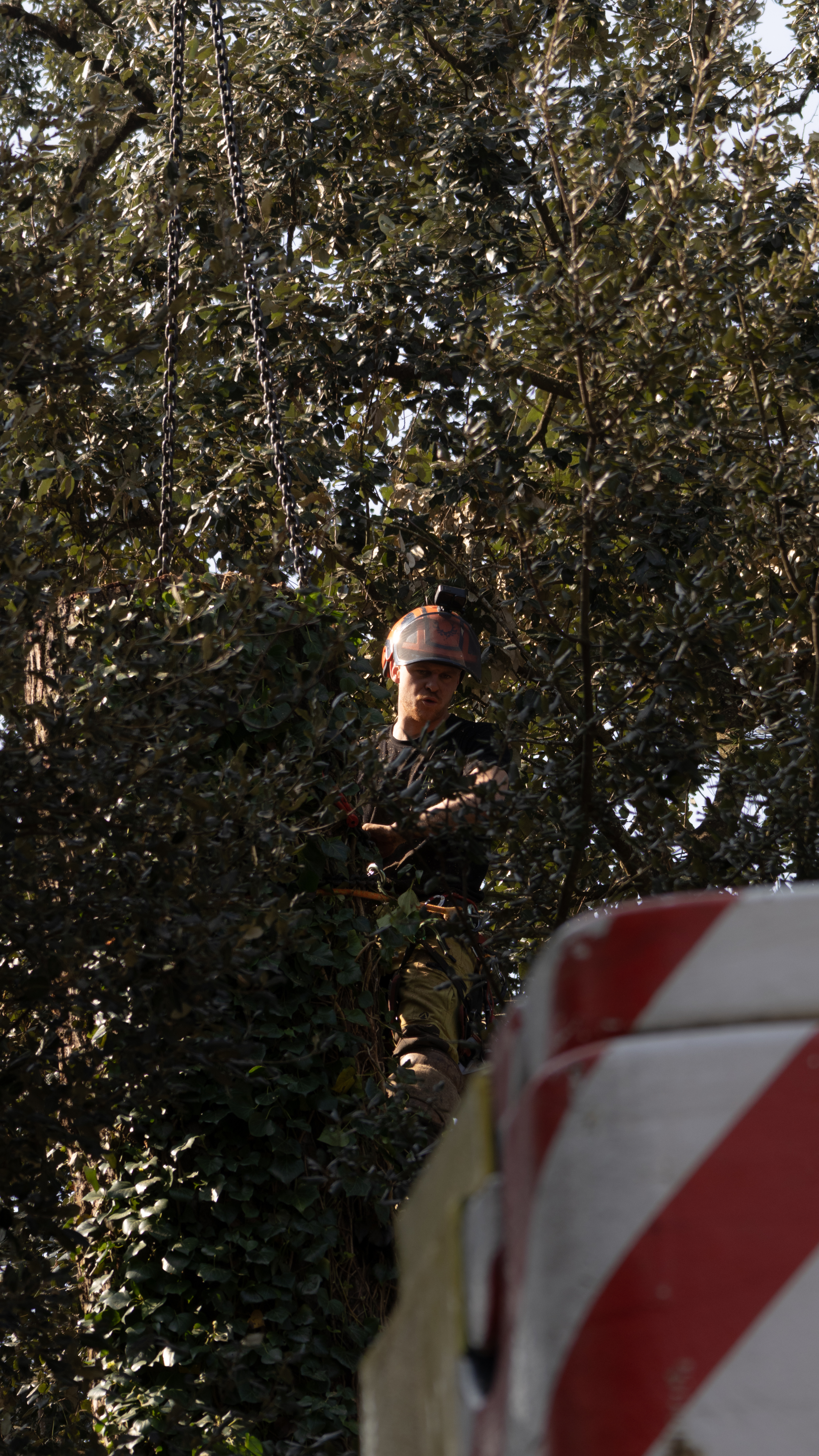 Intervention dans un arbre