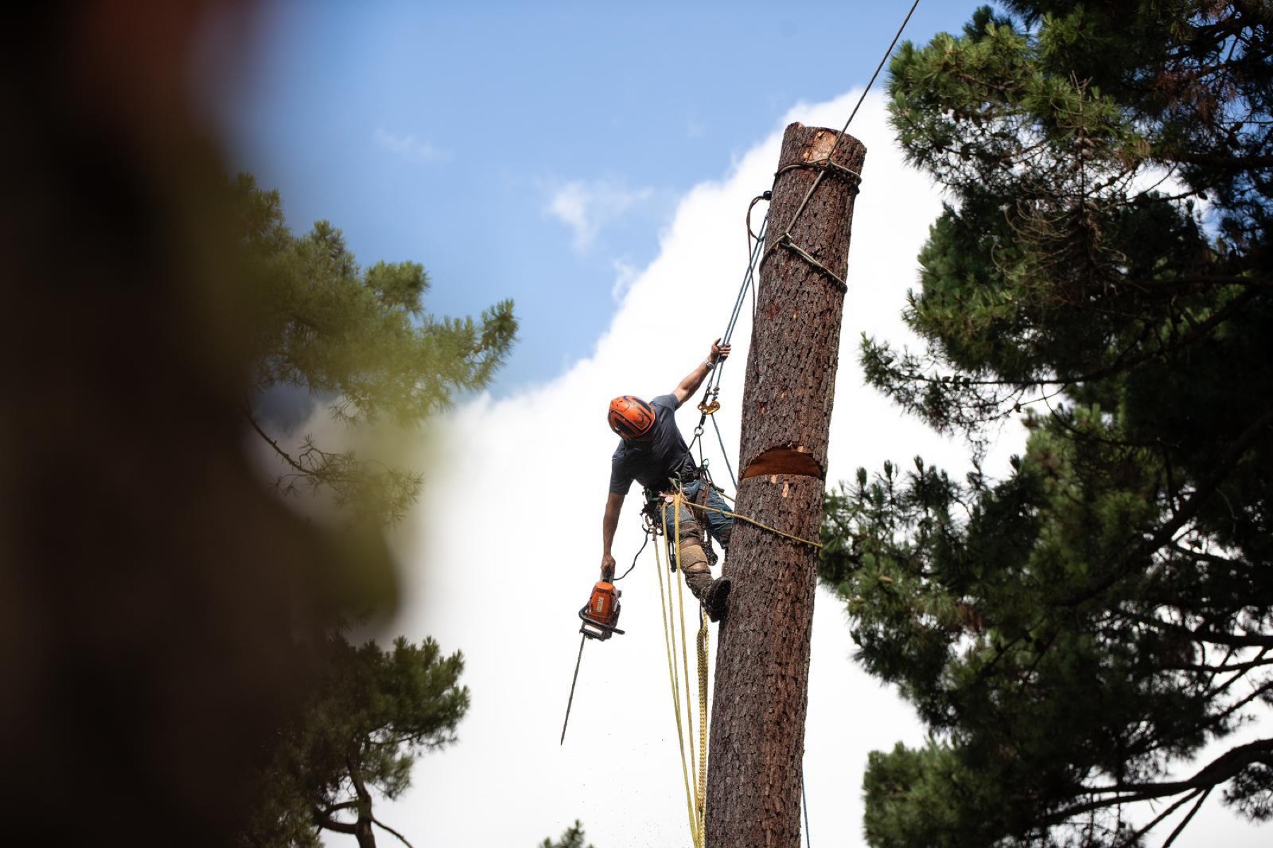 Grimpeur d'Ascension en action sur un tronc de pin maritime