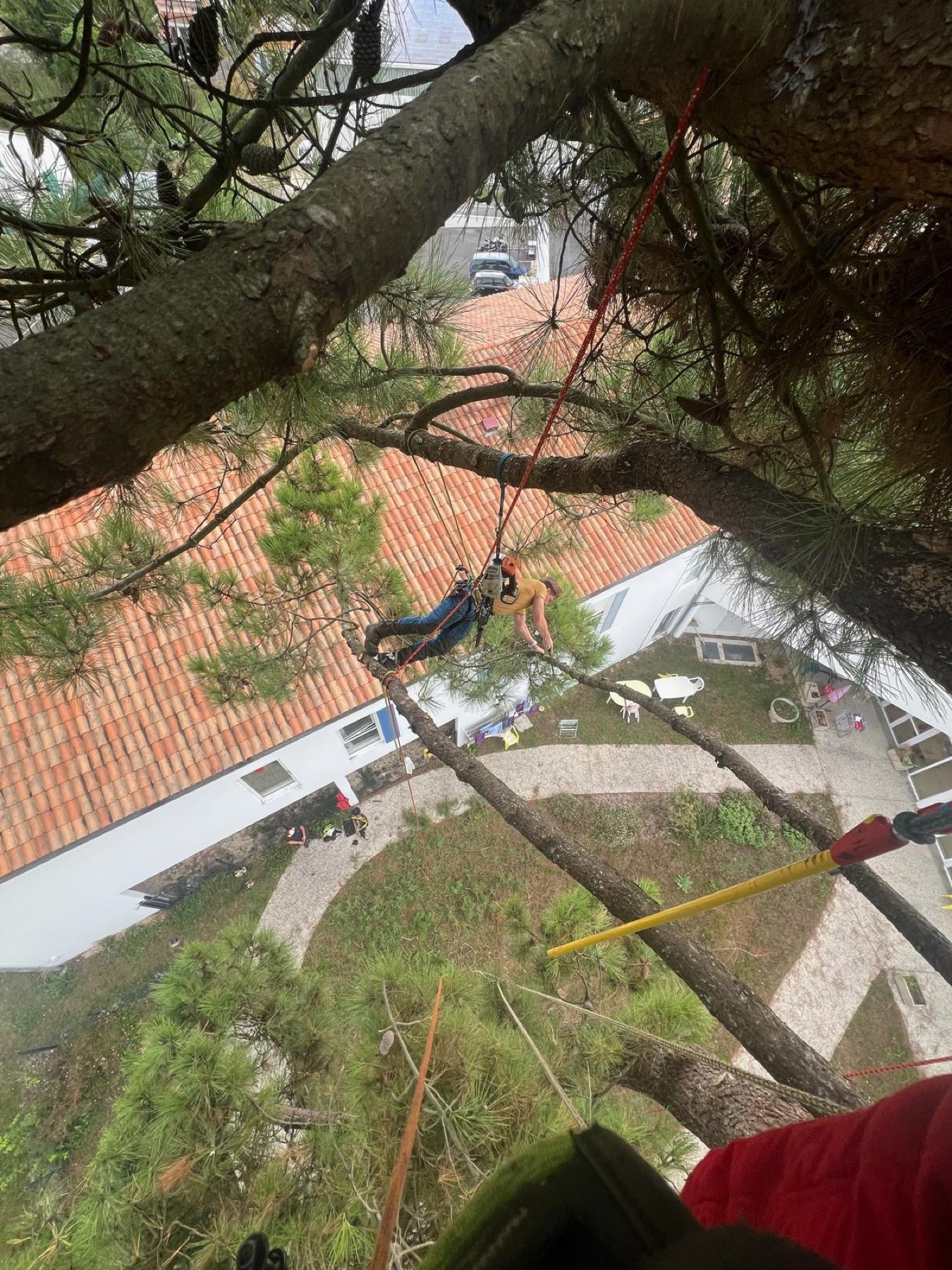 Vue plongeante depuis la cime d'un arbre au-dessus des habitations